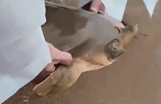  潮州再现西游记通天河神兽 存活1.75亿年引关注